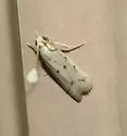 Goya stictella - Hodges#6073 - photo 4