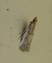 Goya stictella - Hodges#6073 - photo 5