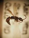 Epyris rufipes