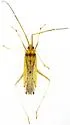 Gracilimiris rubrolineatus