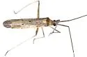Gracilimiris strigosus - Gracilimiris strigosus
