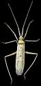 Gracilimiris strigosus - photo 2