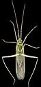 Gracilimiris strigosus - photo 3