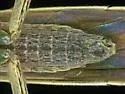 Gracilimiris strigosus - photo 4