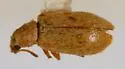 Gracilivectura mojavensis