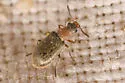 Gracilivectura pygidialis