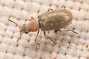 Gracilivectura pygidialis - photo 4