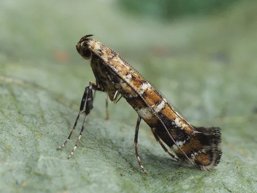 Gracillaria syringella