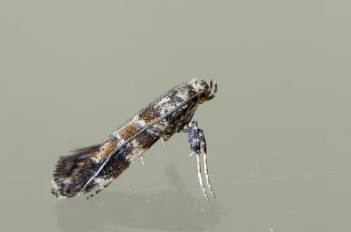 Gracillaria syringella - photo 6