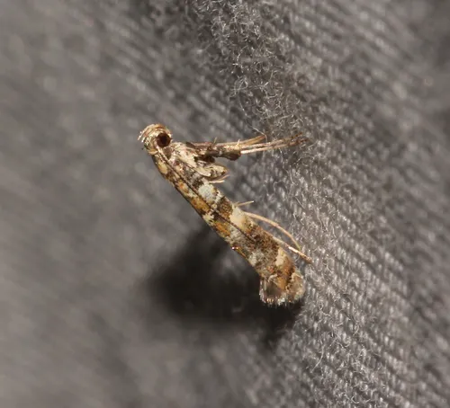Gracillaria syringella - photo 8