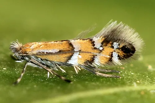 Leaf Blotch Miner Moths - Gracillariidae