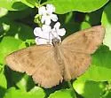 Hermit Skipper - Hodges#3940 - Grais stigmaticus