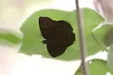 Hermit Skipper - Hodges#3940 - photo 2