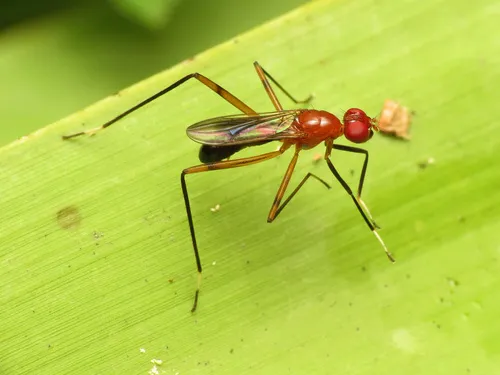 Grallipeza nebulosa