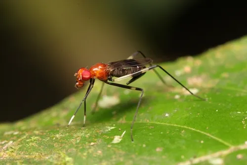 Grallipeza scurra