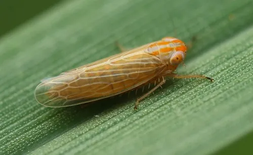 Graminella aureovittata