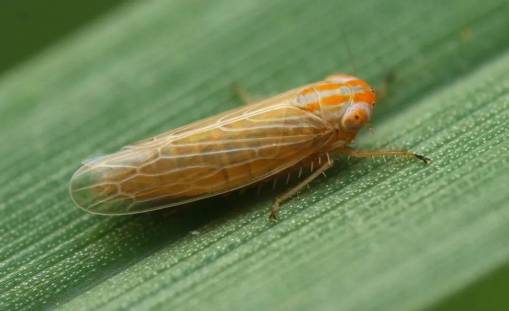 Graminella aureovittata - photo 2