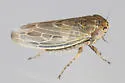 Graminella balli