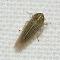 Graminella cognita