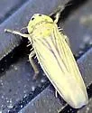 Graminella cognita - photo 2