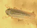 Graminella fitchii