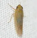 Graminella fitchii - photo 2