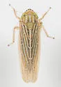 Graminella fitchii - photo 3