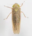 Graminella fitchii - photo 4