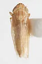 Graminella floridana - photo 2