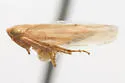 Graminella mohri