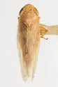 Graminella mohri - photo 2