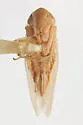 Graminella mohri - photo 3