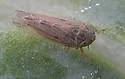 Black-faced Leafhopper