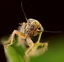 Black-faced Leafhopper - photo 2
