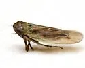 Black-faced Leafhopper - photo 3
