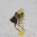 Black-faced Leafhopper - photo 4