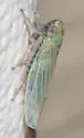 Black-faced Leafhopper - photo 5