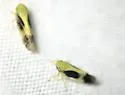 Graminella nigripennis