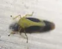 Graminella nigripennis - photo 2