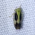 Graminella nigripennis - photo 3