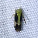 Graminella nigripennis - photo 4