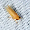 Graminella oquaka - Graminella oquaka