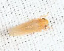 Graminella oquaka - photo 2