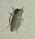 Graminella pallidula - photo 2