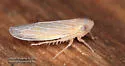 Graminella plana - photo 3