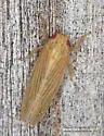 Graminella plana - photo 4