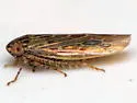 Graminella sonora - Graminella sonora