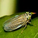 Graminella villica - Graminella villica
