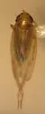 Graminella villica - photo 2