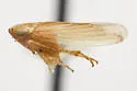 Graminella virginiana - Graminella virginiana